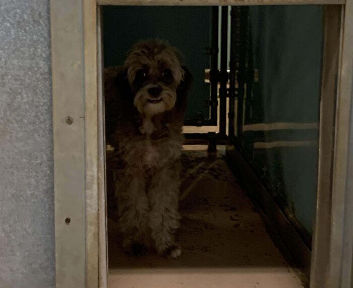 I Worked At A Boarding Kennel For A While And This Guy Always Creeped Me Out