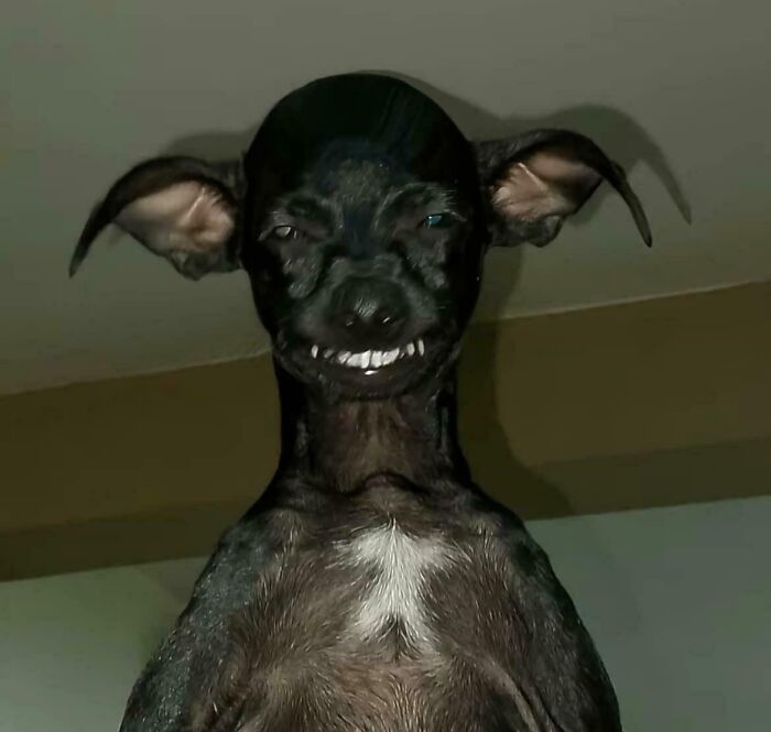 Dog with a cryptid look, ears back and grinning, captured in an unusual angle.