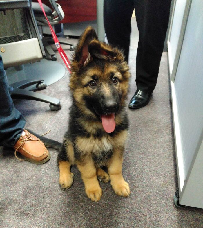 A playful German Shepherd puppy sitting in an office, surrounded by people, embodying good-funny-bosses vibes.