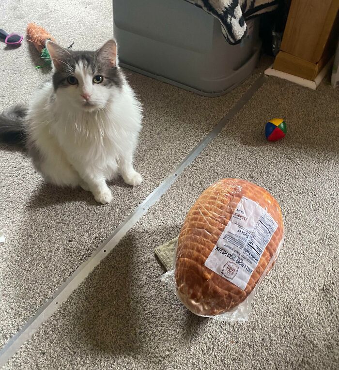 Cat sitting on carpet next to a large ham, looking curious.