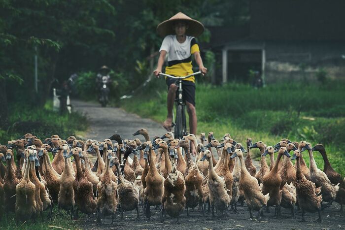 Man in a straw hat cycling behind a flock of ducks on a rural path, captured by Hamed AlGhanboosi.