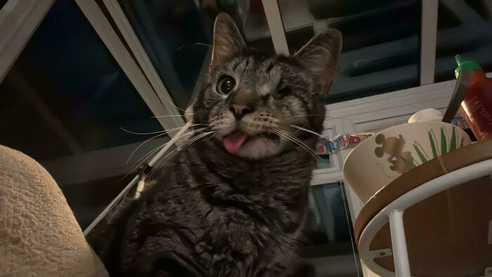 Cat sticking out tongue, looking mischievous indoors, hinting at Christmas accidents.