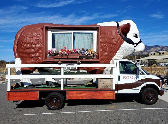 Truck converted into a cow-themed mobile home, showcasing an amusing car-fail with creative customization.