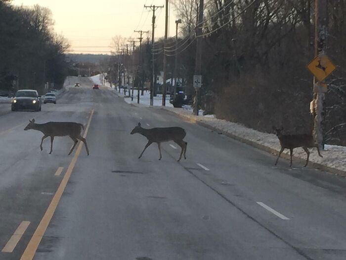 Deer crossing a road, with cars approaching, illustrating interesting things on the road.