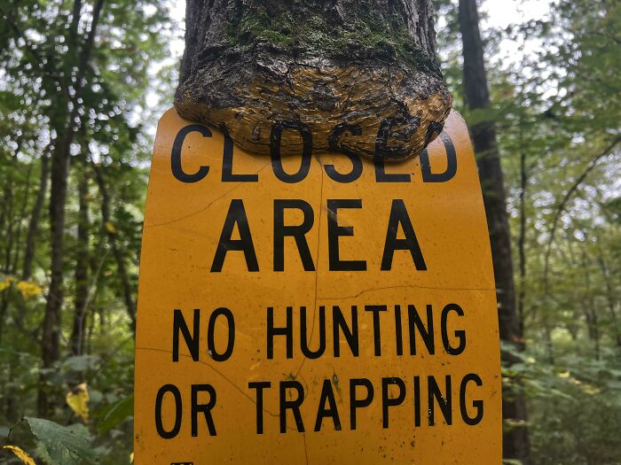 A tree growing around a "Closed Area" sign, creating a fascinating and unique natural formation.