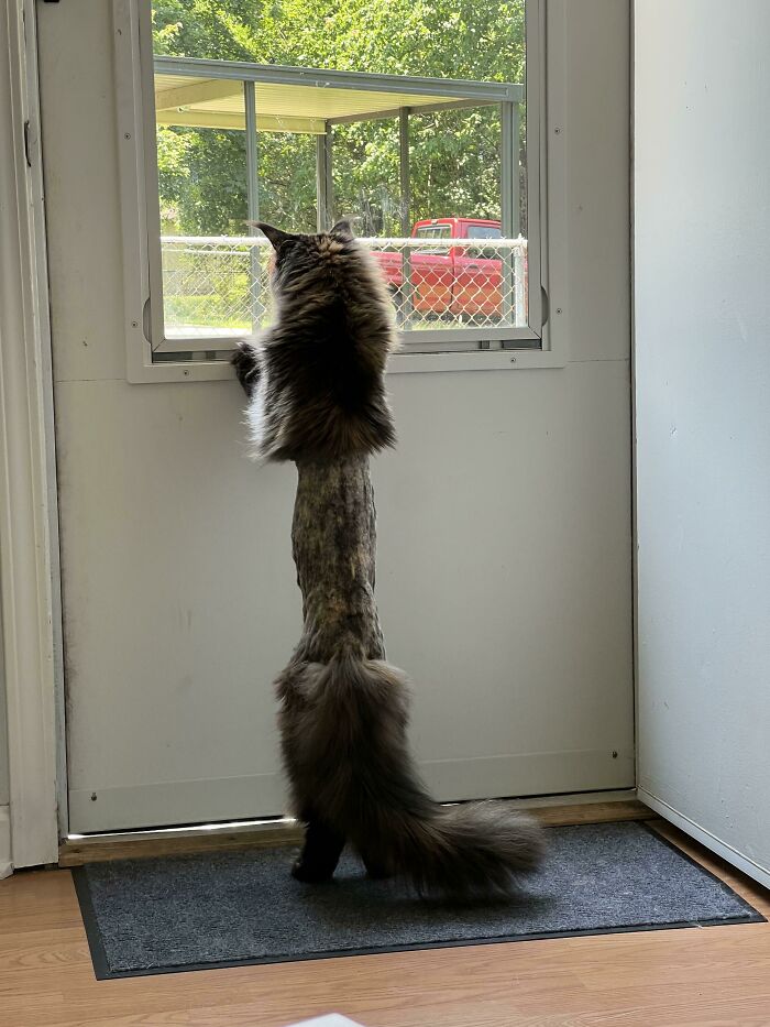 Cat extending tall to peer outside through a door window, creating a fascinating sight.