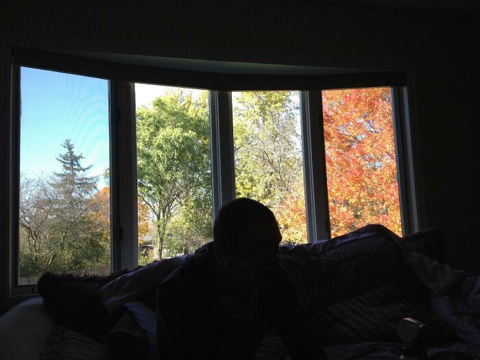 Silhouette of a person against a window showcasing vibrant autumn trees, capturing a fascinating view.