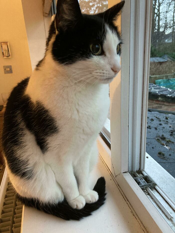 Black and white cat sitting on a windowsill, gazing outside; fascinating pic of a curious feline.