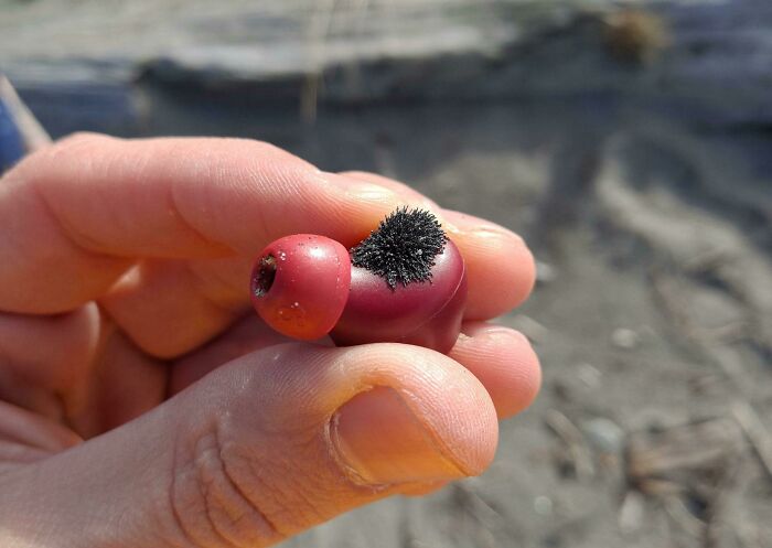 Hand holding a fascinating red berry with black spiky mold, set against a blurred natural background.