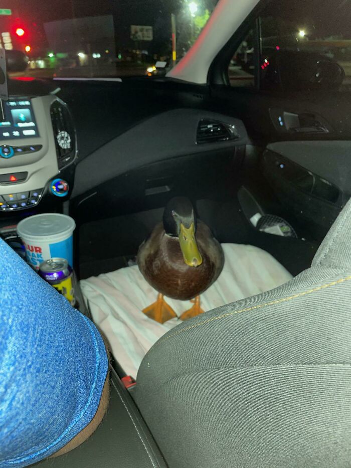 Duck sitting in a car at night, next to a person in a blue shirt. Fascinating animal encounter during a drive.