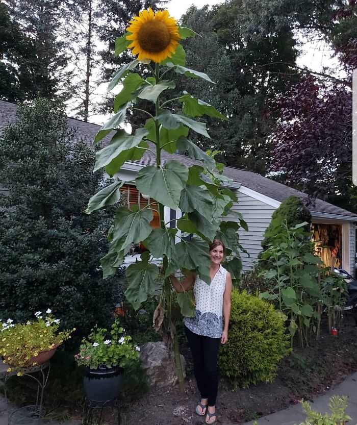 Woman standing next to an exceptionally tall sunflower in a garden.