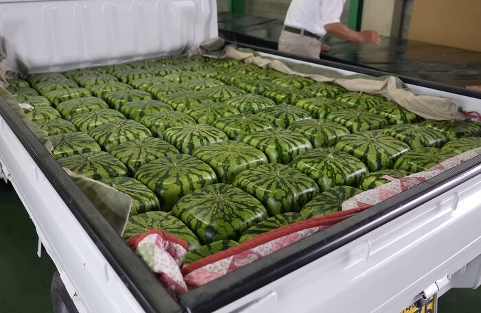 Square watermelons perfectly fit in the truck bed, creating a satisfying arrangement.