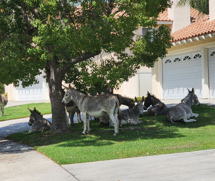 Donkeys resting under a tree in a residential area, showcasing fascinating pics you have to see.