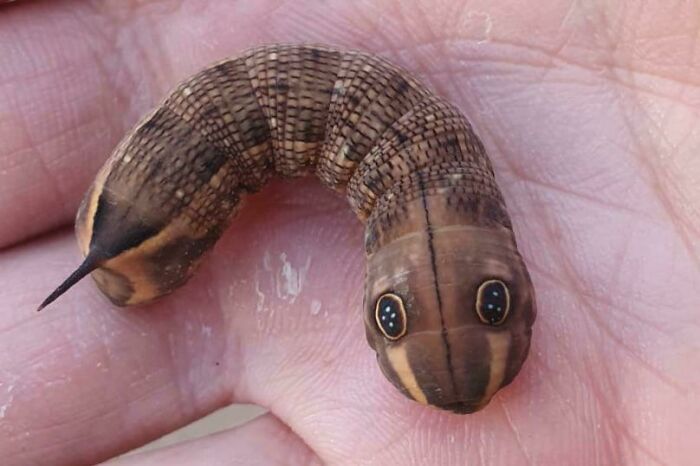 A fascinating caterpillar with eye-like markings on a person's hand.