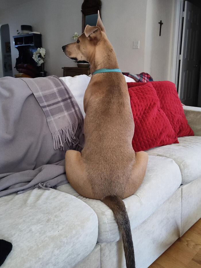 Dog sitting upright on a couch with red pillows and a gray blanket; fascinating and unusual posture.