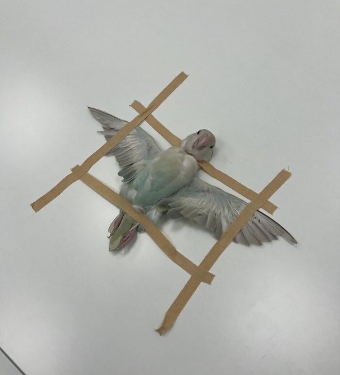 Bird taped to table in a cross pattern, wings spread; a fascinating pic you have to see.