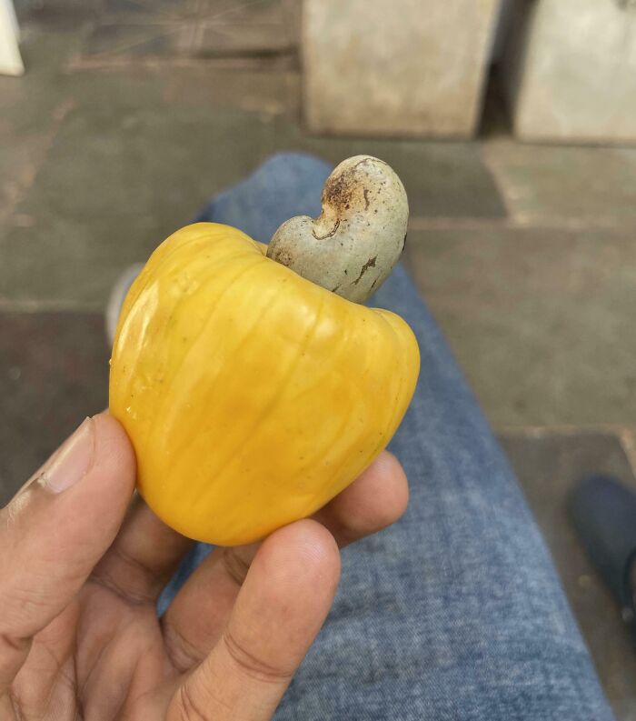 A fascinating image of a hand holding a yellow cashew fruit with its nut attached.