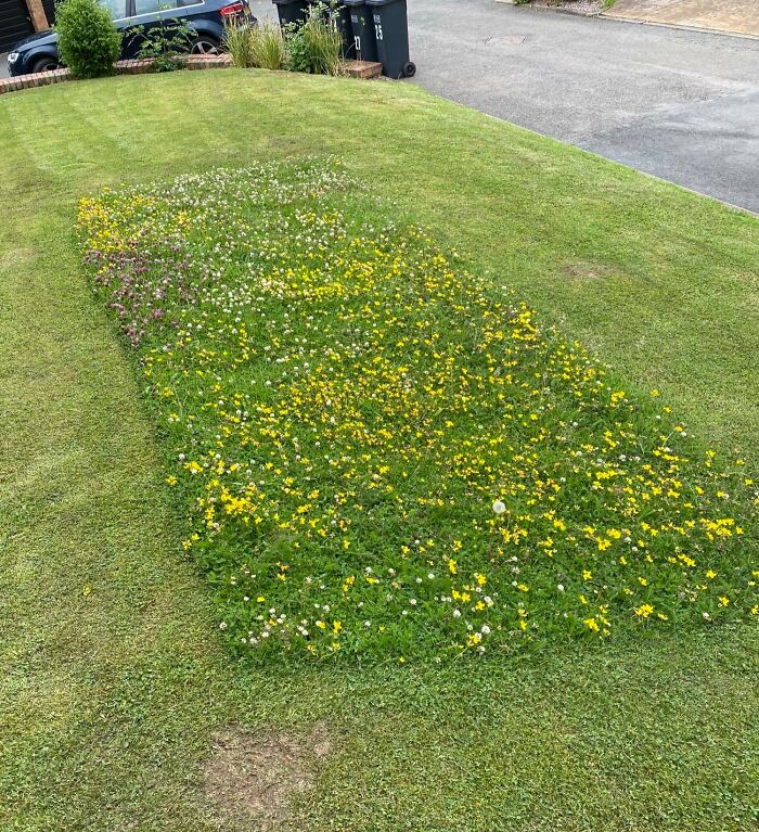 Unmowed lawn patch with wildflowers creating a colorful rectangle on neatly cut grass, showcasing nature's fascinating pics.