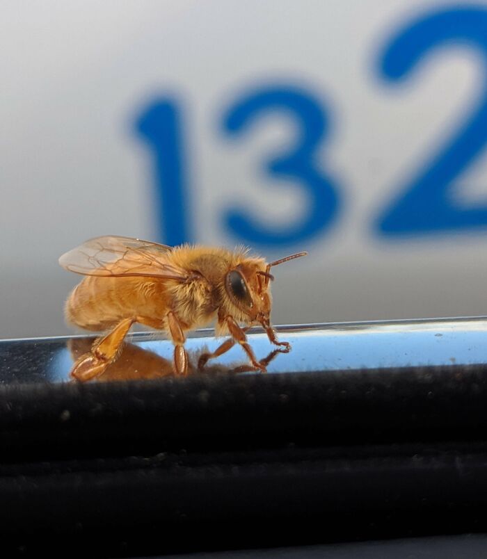 Close-up of a honeybee resting on a shiny surface with blurred numbers in the background.