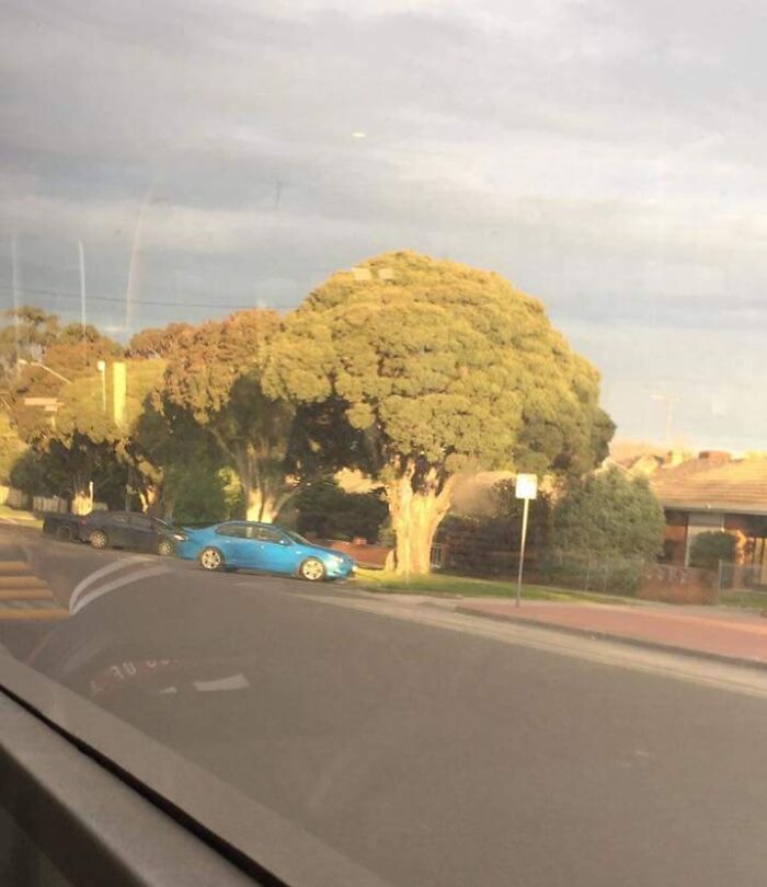 A tree perfectly shaped like a giant piece of broccoli stands beside a road with a blue car parked under it.