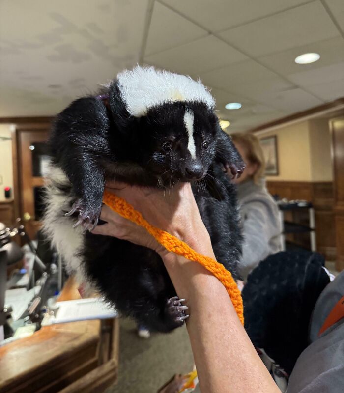 A skunk being held indoors, featuring its distinctive black and white fur, with an orange leash.