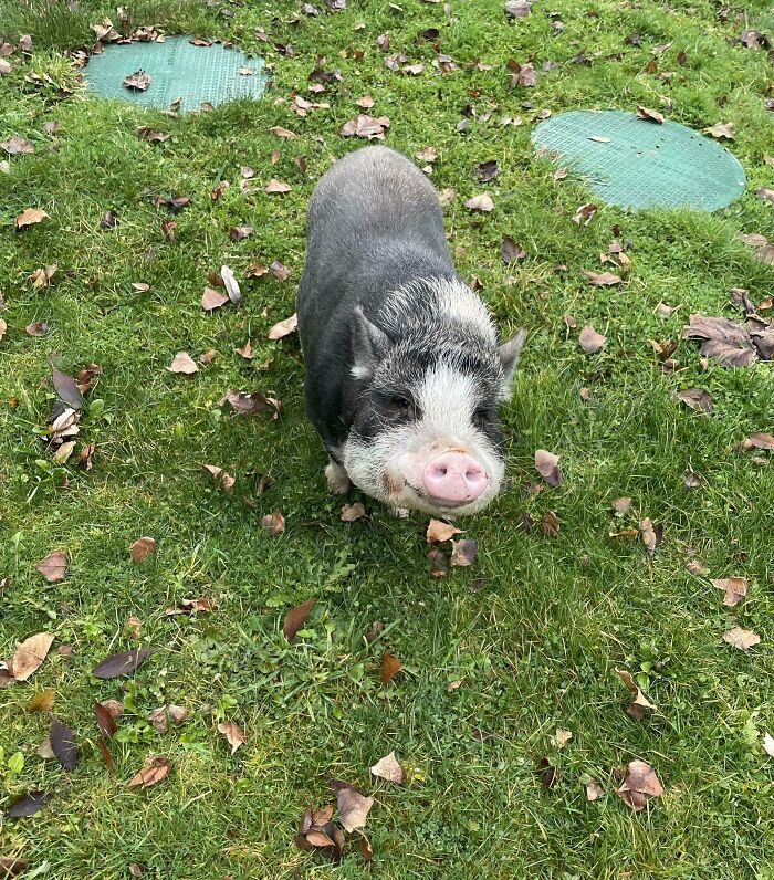 Adorable pig standing on grass with scattered leaves, showcasing fascinating pics for viewers.