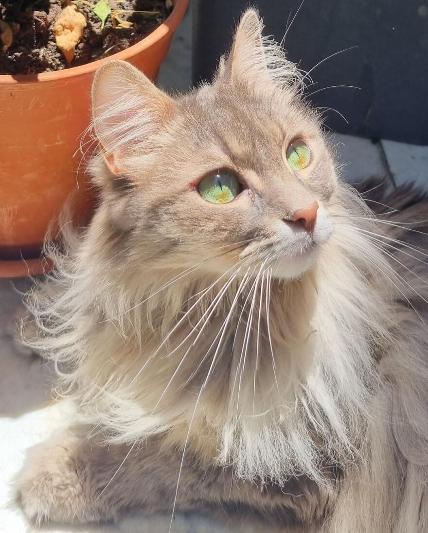 Fluffy cat with bright green eyes posing gracefully beside a potted plant, embodying a super model aura.