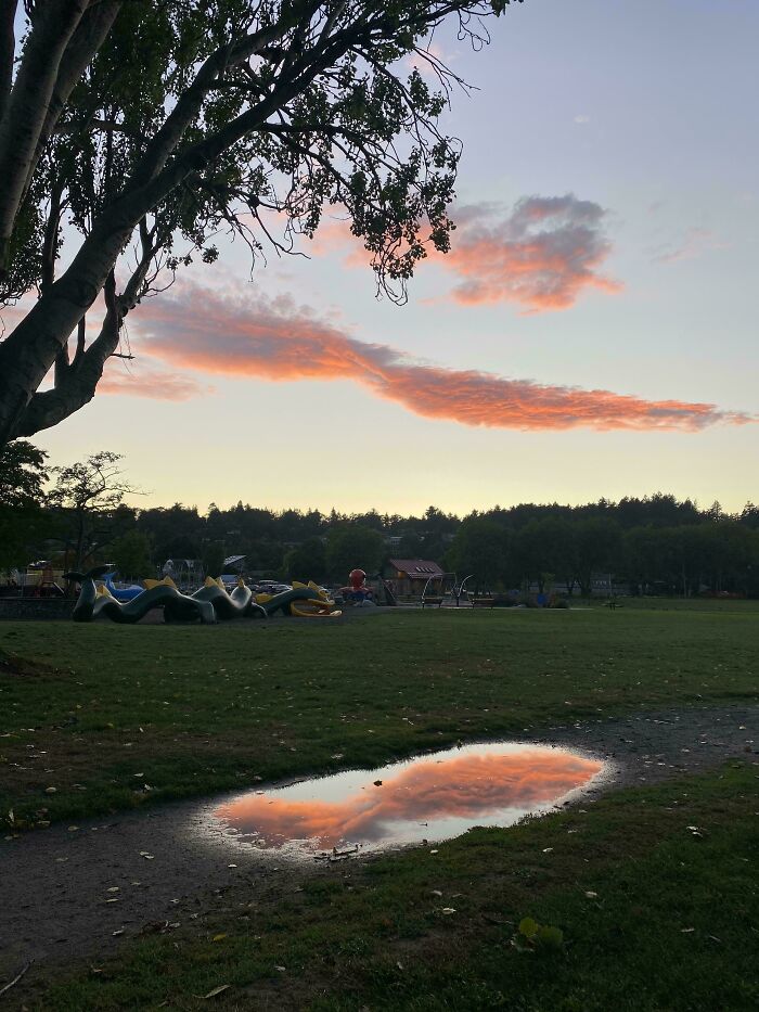 Sunset clouds reflecting in a puddle on a grassy field, creating a satisfying perfect fit beneath silhouetted trees.