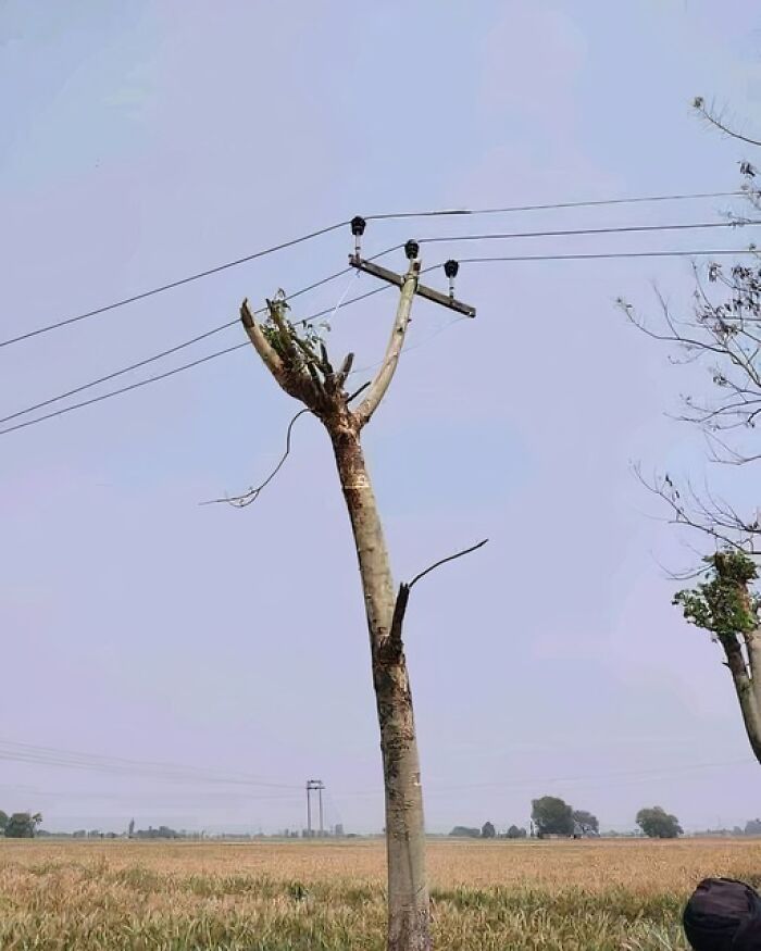 A tree mistakenly used as a utility pole in a field, highlighting not all engineers are smart.