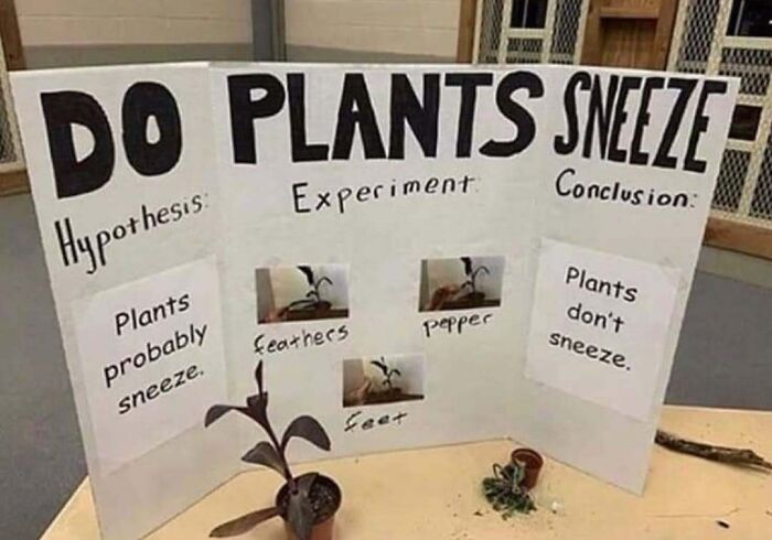 Science meme: humorous plant experiment display board concludes that plants don't sneeze.