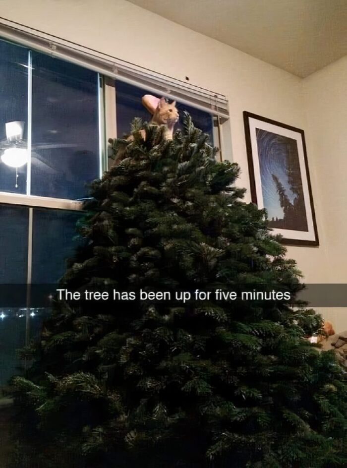 Cat perched on a tall Christmas tree indoors, creating a funny and unhinged scene.