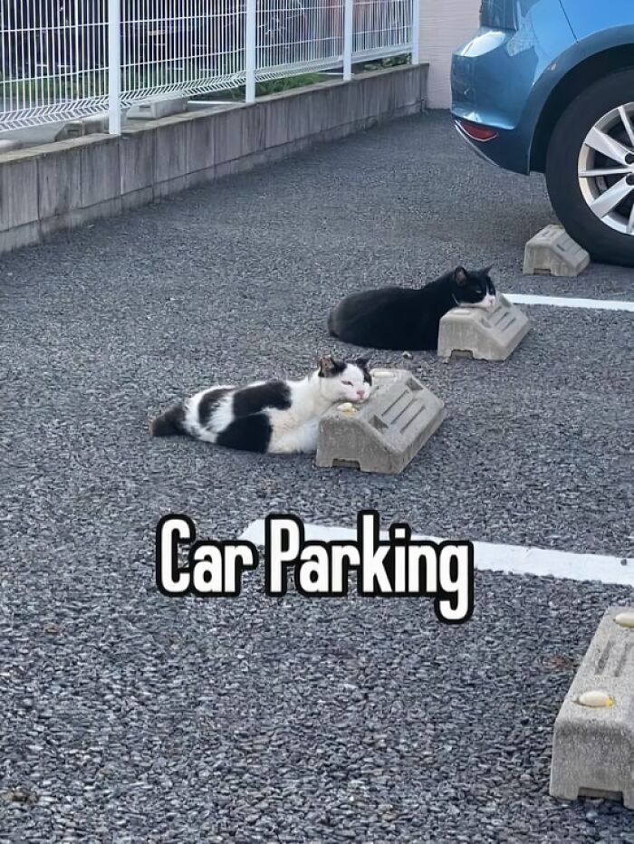 Two cats amusingly use parking blocks as pillows, humorously labeled "Car Parking."