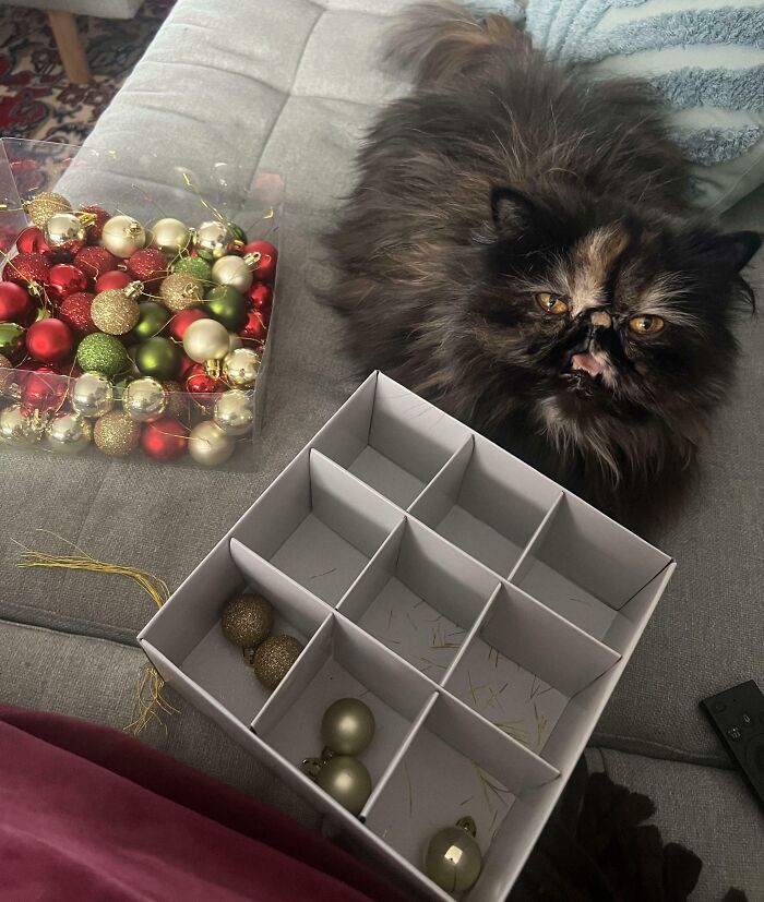 Fluffy cat beside scattered Christmas ornaments, highlighting holiday accidents.