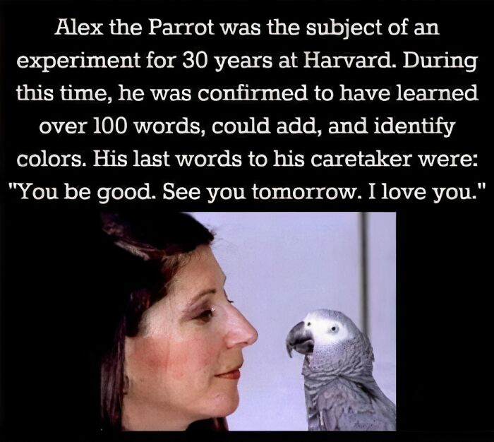 Woman looking at a parrot named Alex, known for learning over 100 words, adding, and identifying colors.