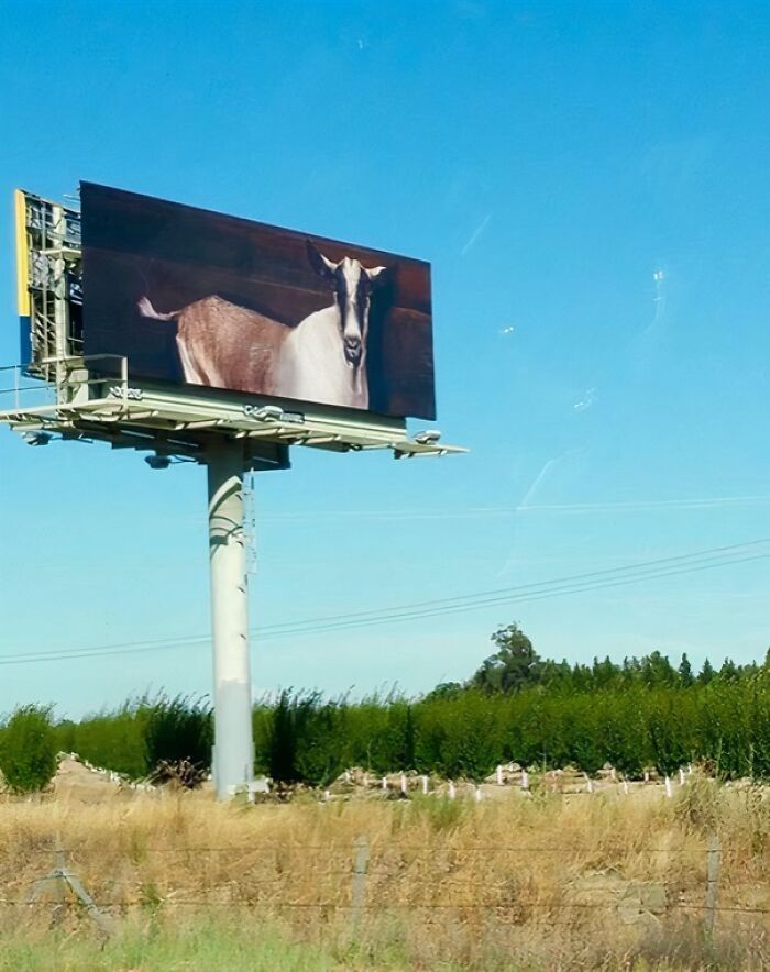 Billboard featuring a goat, illustrating funny ad fails in outdoor advertising.