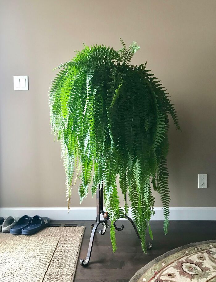 A lush indoor fern plant on a stand adds greenery to a room with neutral walls.