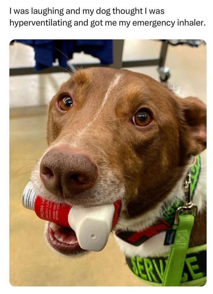 Service dog holding an emergency inhaler in mouth, showcasing wholesome kindness.