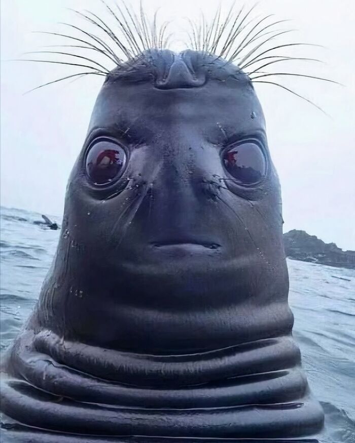 Close-up of a humorous marine animal with wide eyes, featured on a popular IG page known for cursed images.