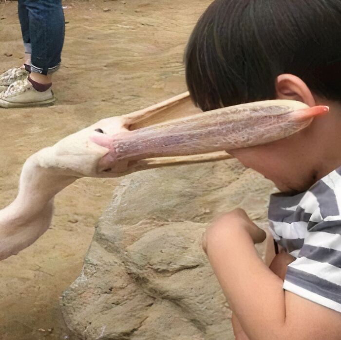 A pelican playfully pokes a kid's face in a cursed image from a popular IG page.