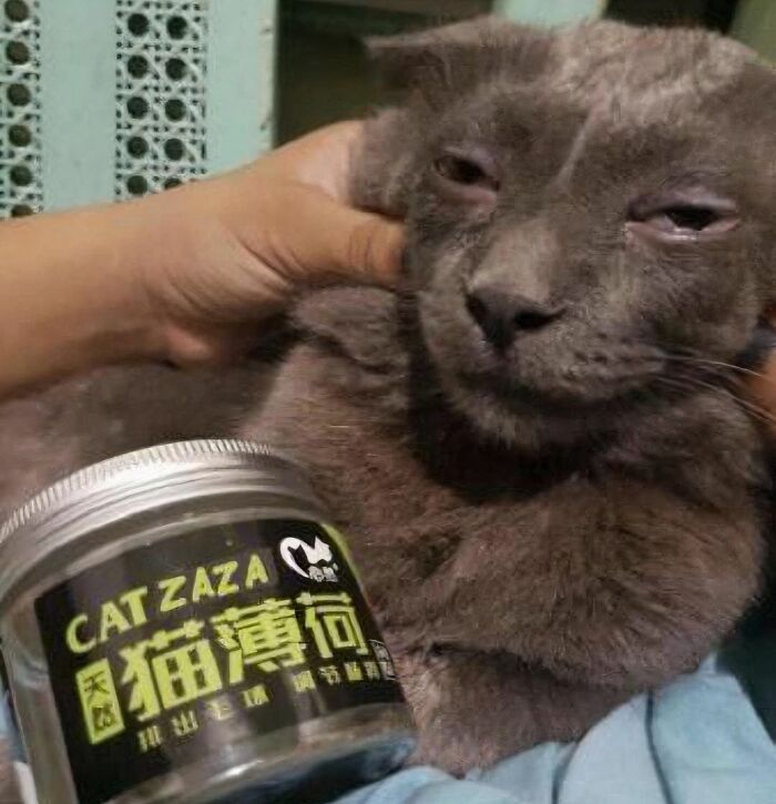 Cursed image of a dazed cat being held beside a jar labeled Cat Zaza.