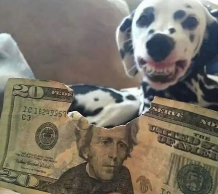 Dalmatian next to a torn $20 bill, creating a cursed image.