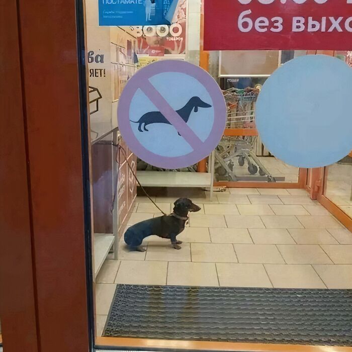 Dachshund sitting outside a store entrance with a "no dogs allowed" sign, showcasing cursed image content.