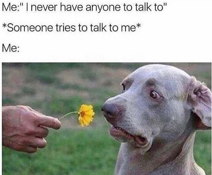 Dog staring humorously at a flower being offered, capturing funny dog meme essence.