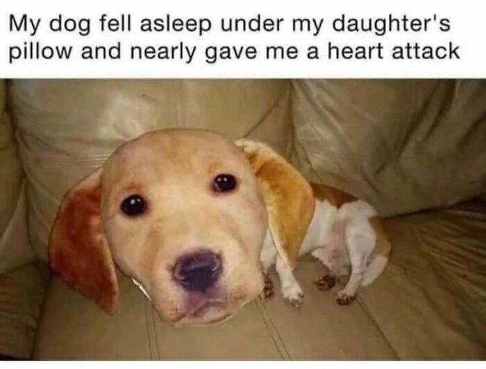 Cute dog meme showing a puppy sleeping with a funny caption about giving a heart attack.