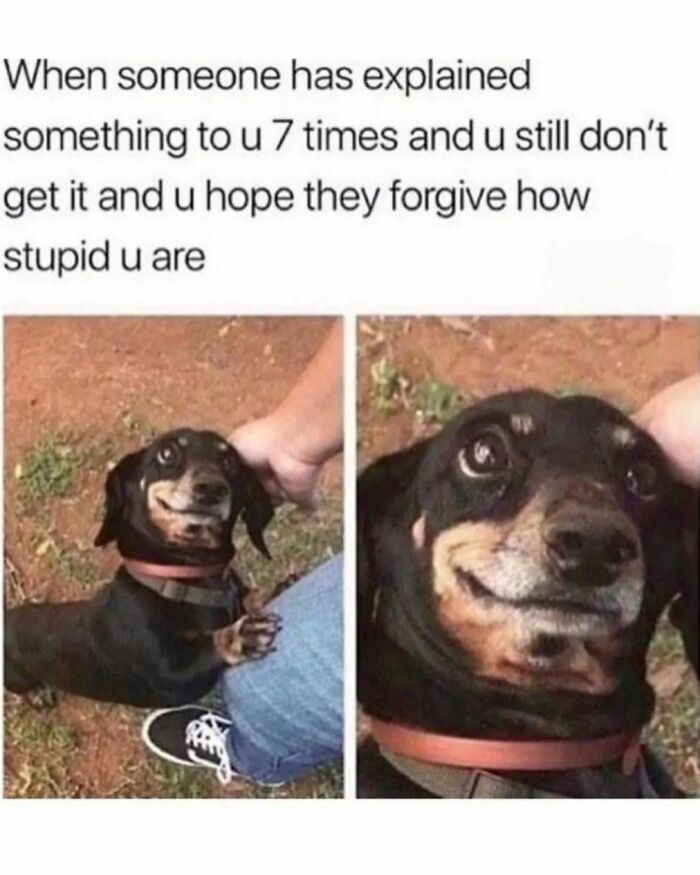 Adorable and funny dog meme with a confused dachshund looking up at a person.