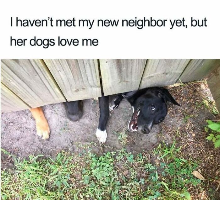 Adorable dog peeking under a fence with a funny expression.