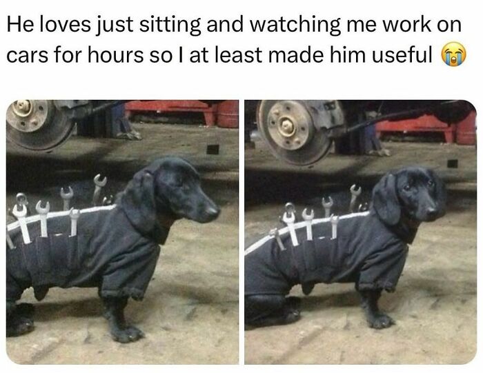 Dog wearing a sweater with wrenches, part of wholesome-kindness-posts, sitting on a garage floor.