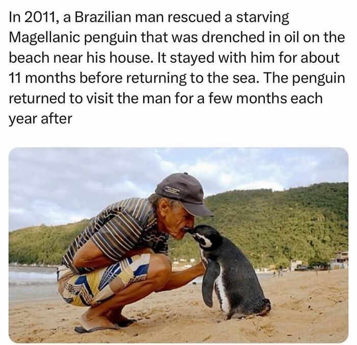 A man kneeling on a beach affectionately interacts with a Magellanic penguin, showcasing wholesome kindness.