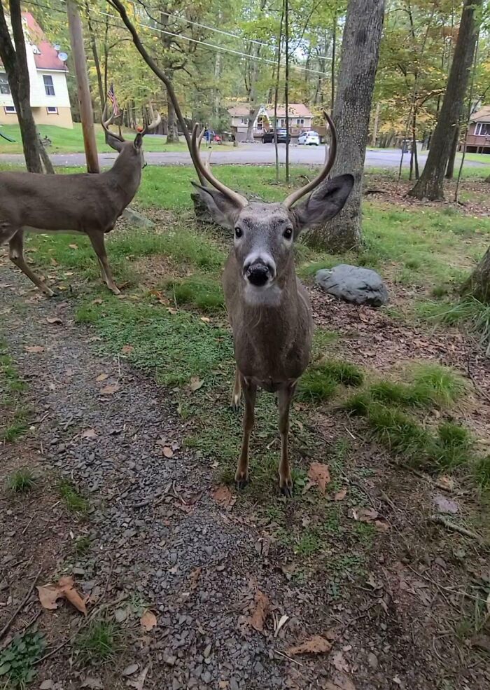 Deer standing on a forest path, observing curiously, with houses visible in the background, offering a mildly interesting scene.