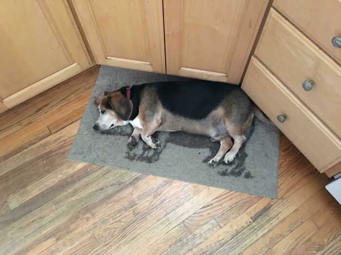 Dog lying perfectly on a small mat in a cozy kitchen corner, illustrating a satisfying perfect fit.